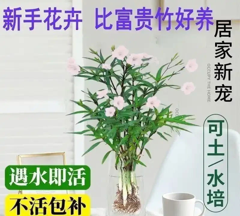 2026年新手必養開花植物排行榜:不用費心打理,四季都有花看