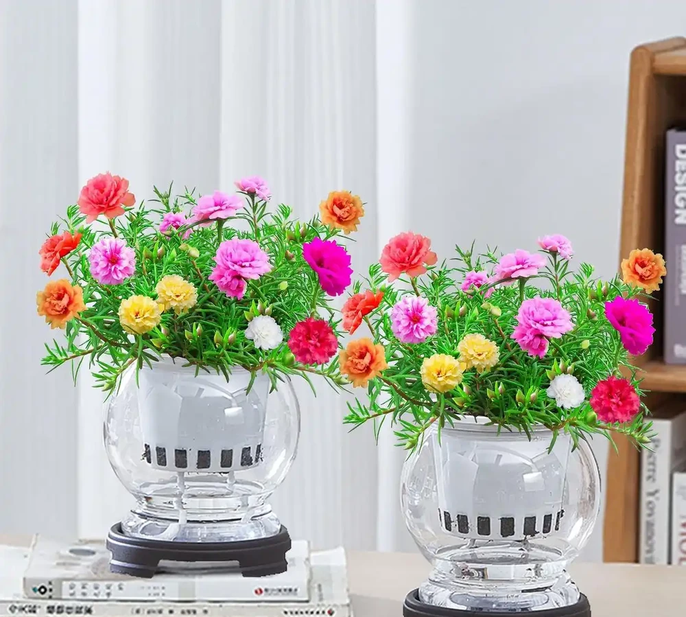2026年新手必養開花植物排行榜:不用費心打理,四季都有花看