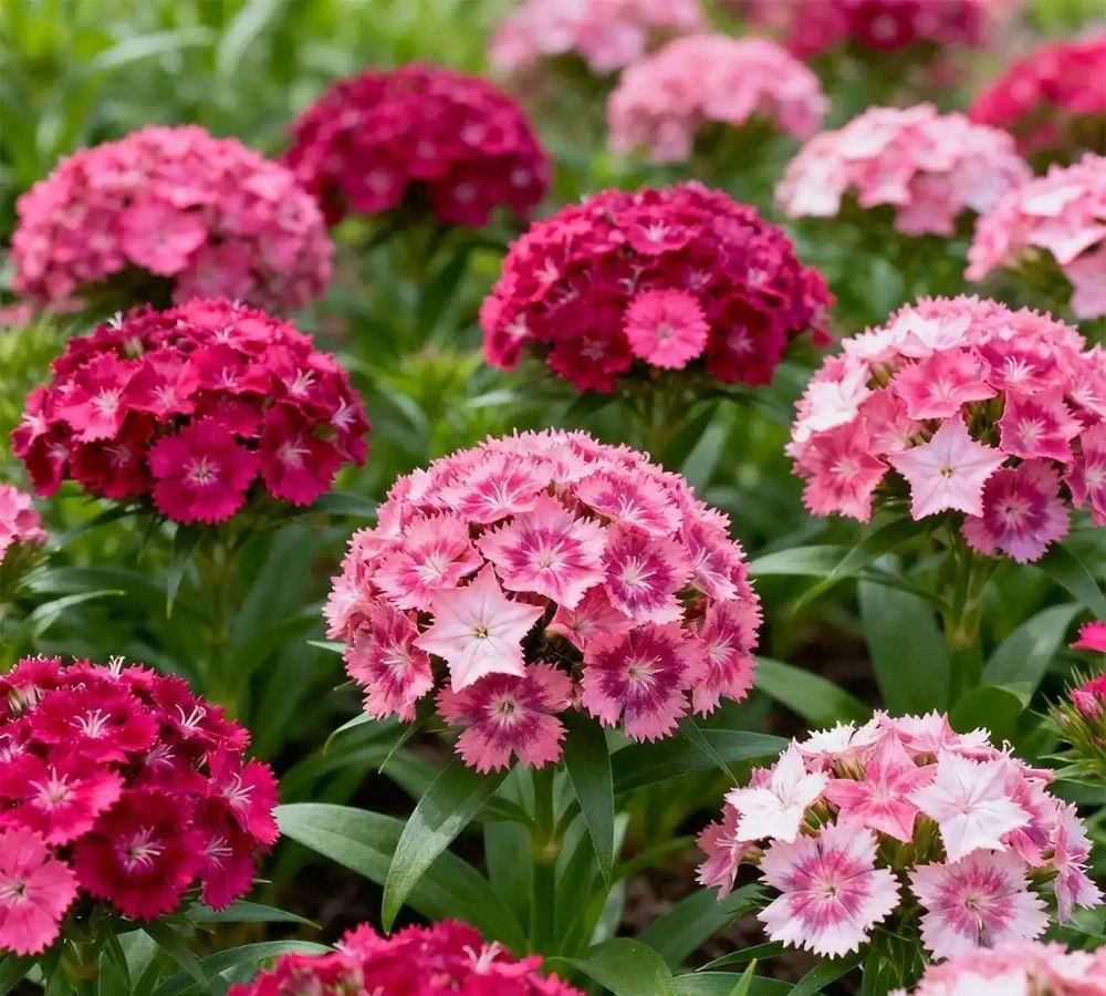 2026年新手必養開花植物排行榜:不用費心打理,四季都有花看