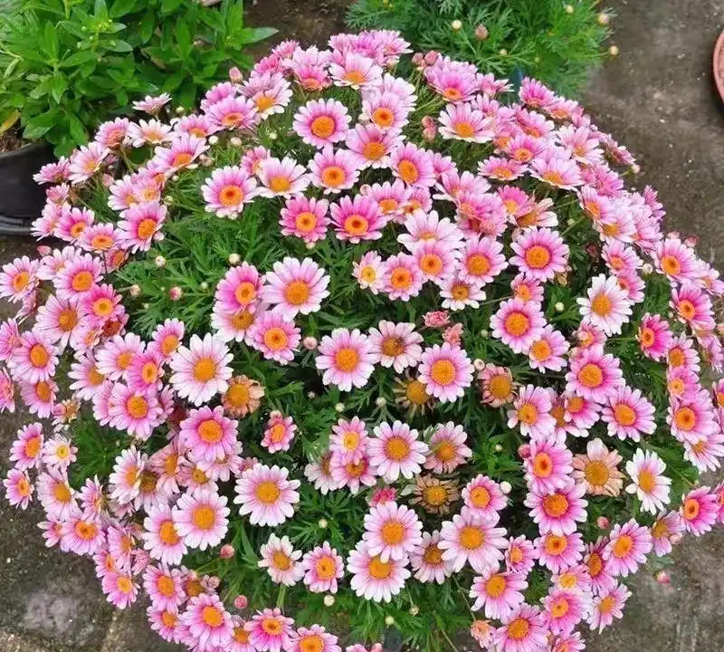 2026年新手必養開花植物排行榜:不用費心打理,四季都有花看
