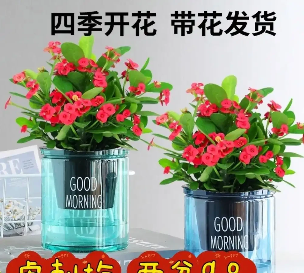 2026年新手必養開花植物排行榜:不用費心打理,四季都有花看