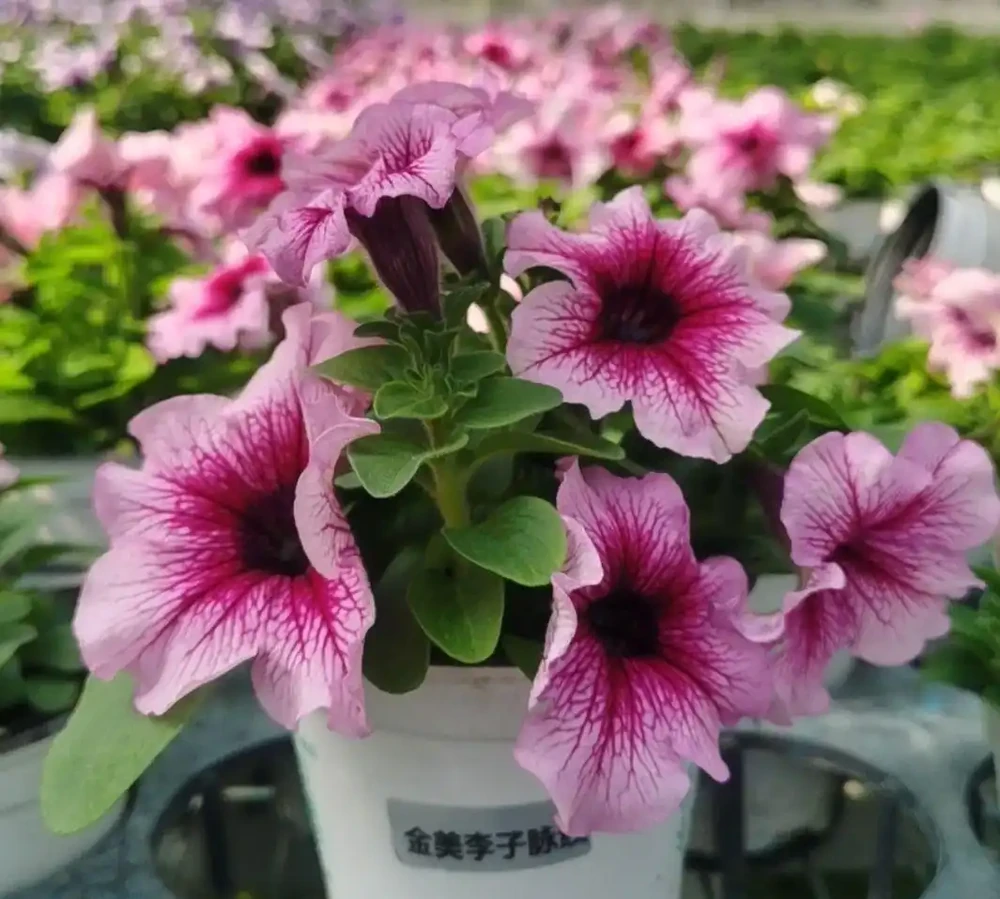 2026年新手必養開花植物排行榜:不用費心打理,四季都有花看