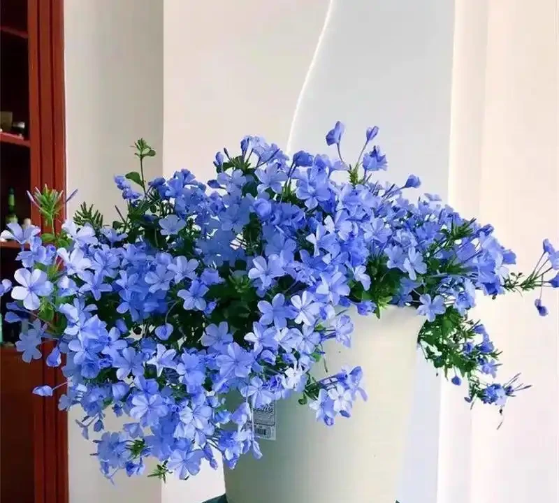 2026年新手必養開花植物排行榜:不用費心打理,四季都有花看