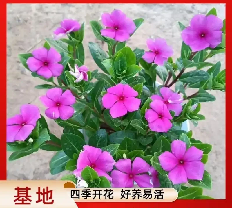 2026年新手必養開花植物排行榜:不用費心打理,四季都有花看