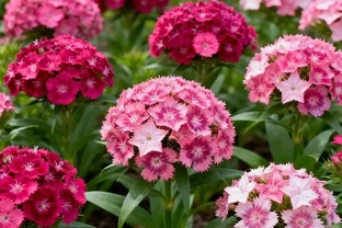 2026年新手必養開花植物排行榜：不用費心打理，四季都有花看
