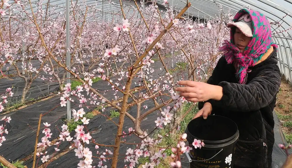 盆栽桃花總掉苞?學會這3招,年年花開滿枝