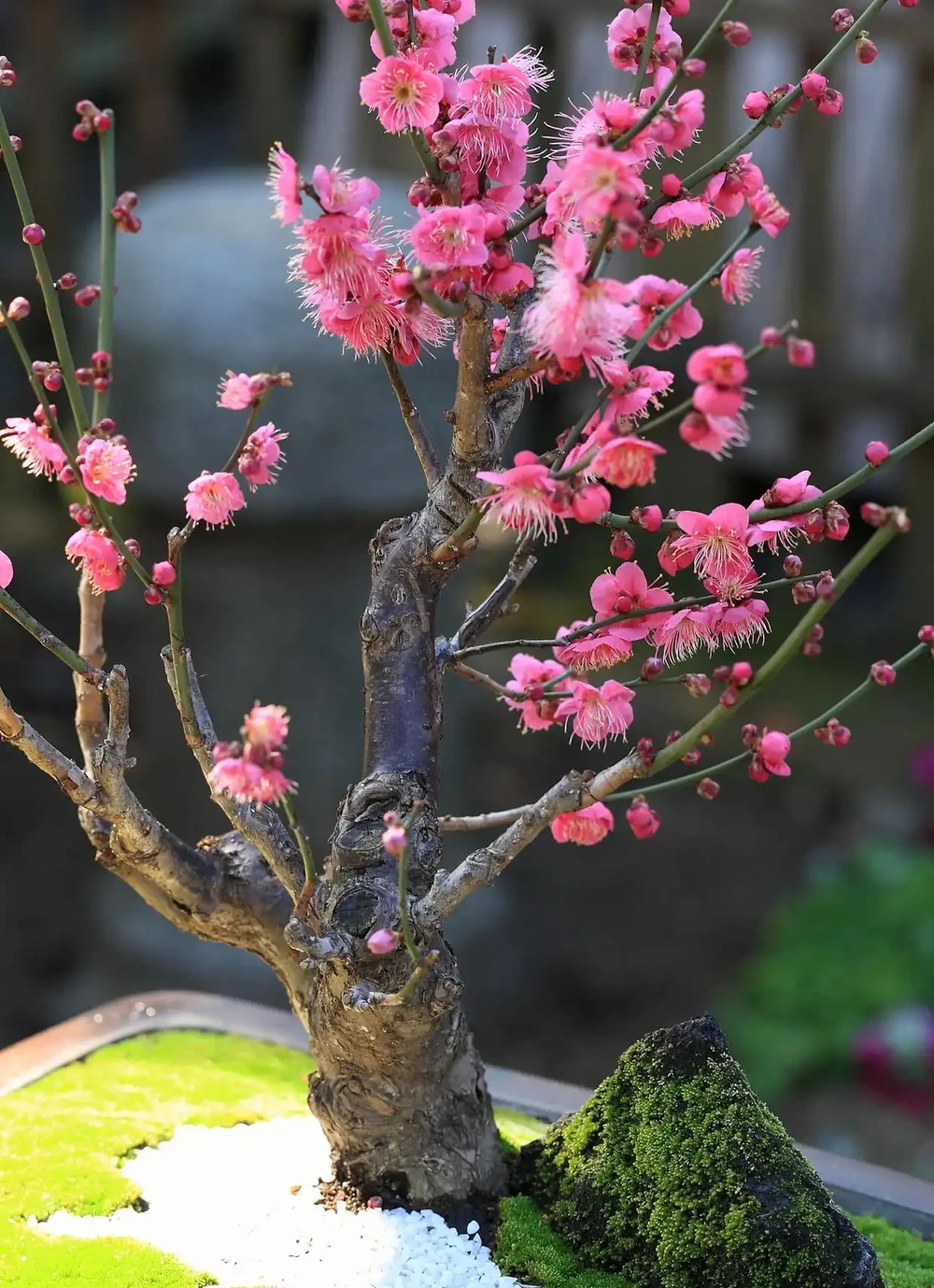盆栽桃花總掉苞?學會這3招,年年花開滿枝