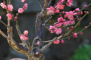 盆栽桃花總掉苞？學會這3招，年年花開滿枝