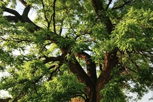 7種「特效藥」治不了亂用，能把大樹逼枯死絕招，別再試！