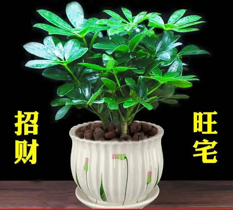 除異味最強的6種室內綠植,比香薰還自然