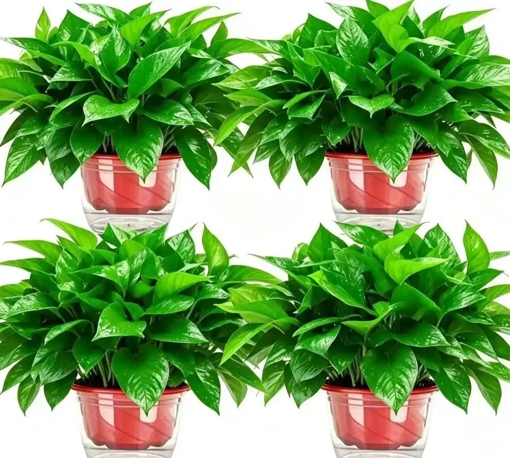 除異味最強的6種室內綠植,比香薰還自然
