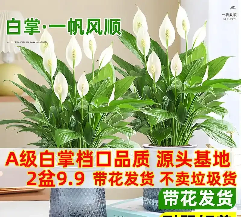 除異味最強的6種室內綠植,比香薰還自然