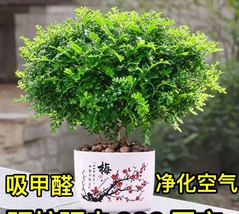 除異味最強的6種室內綠植,比香薰還自然