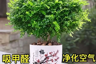 除異味最強的6種室內綠植，比香薰還自然