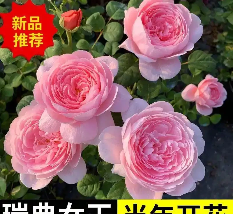 十大奧斯汀月季品種，英國玫瑰的優雅你值得擁有