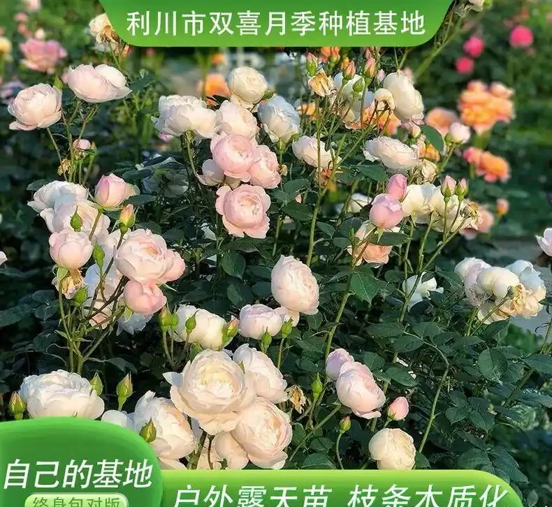 十大奧斯汀月季品種，英國玫瑰的優雅你值得擁有