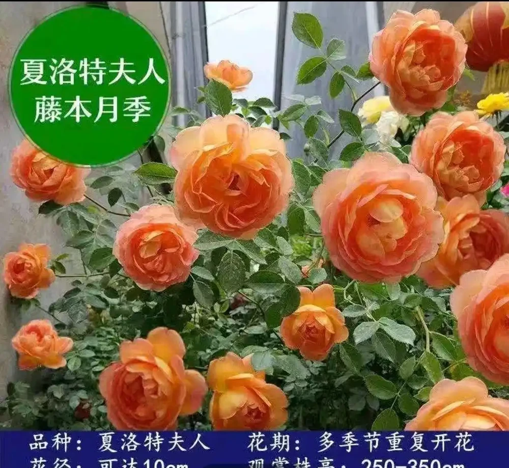 十大奧斯汀月季品種，英國玫瑰的優雅你值得擁有