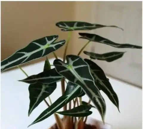 十大高顏值室內綠植推薦,拍照出片還能淨化空氣