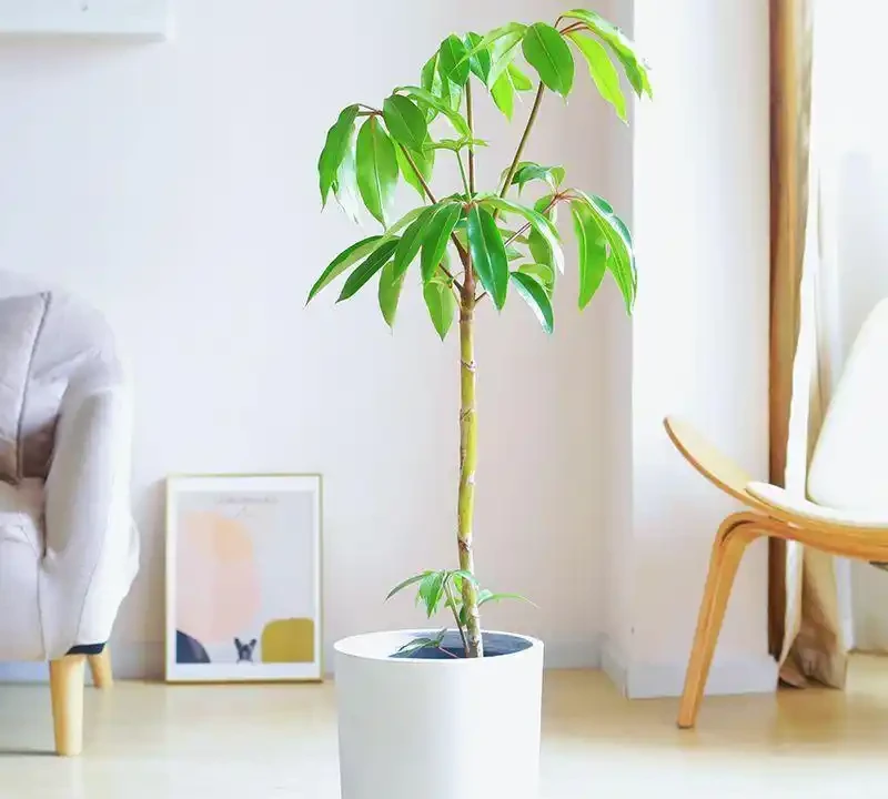 十大高顏值室內綠植推薦,拍照出片還能淨化空氣