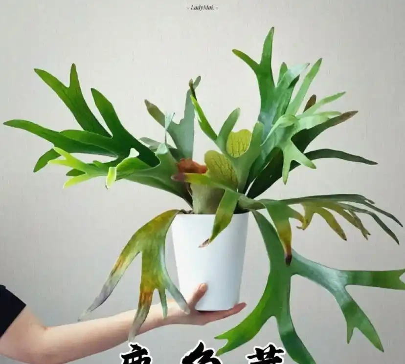 十大高顏值室內綠植推薦,拍照出片還能淨化空氣