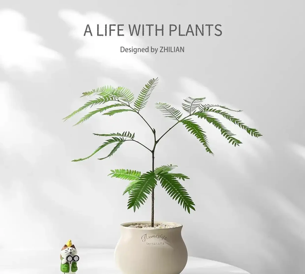 十大高顏值室內綠植推薦,拍照出片還能淨化空氣