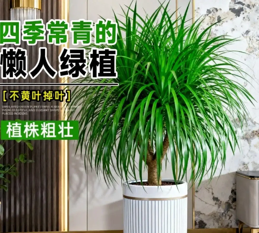 十大高顏值室內綠植推薦,拍照出片還能淨化空氣