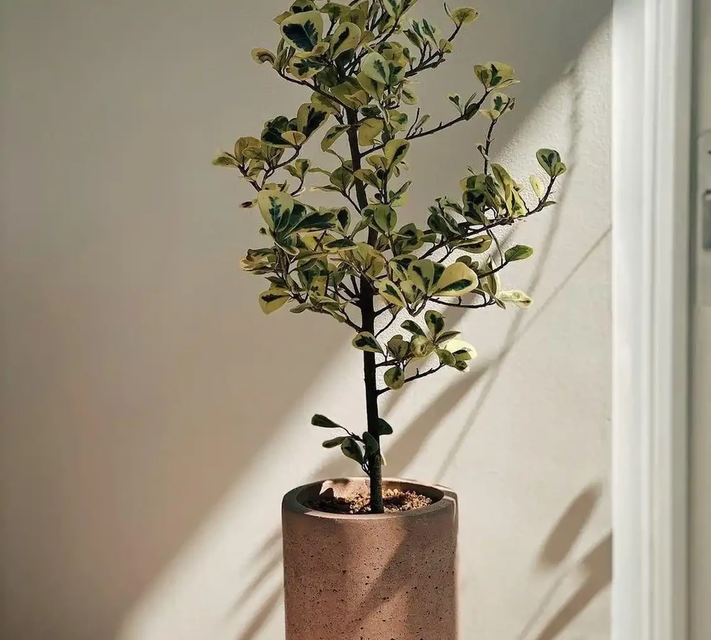 十大高顏值室內綠植推薦,拍照出片還能淨化空氣