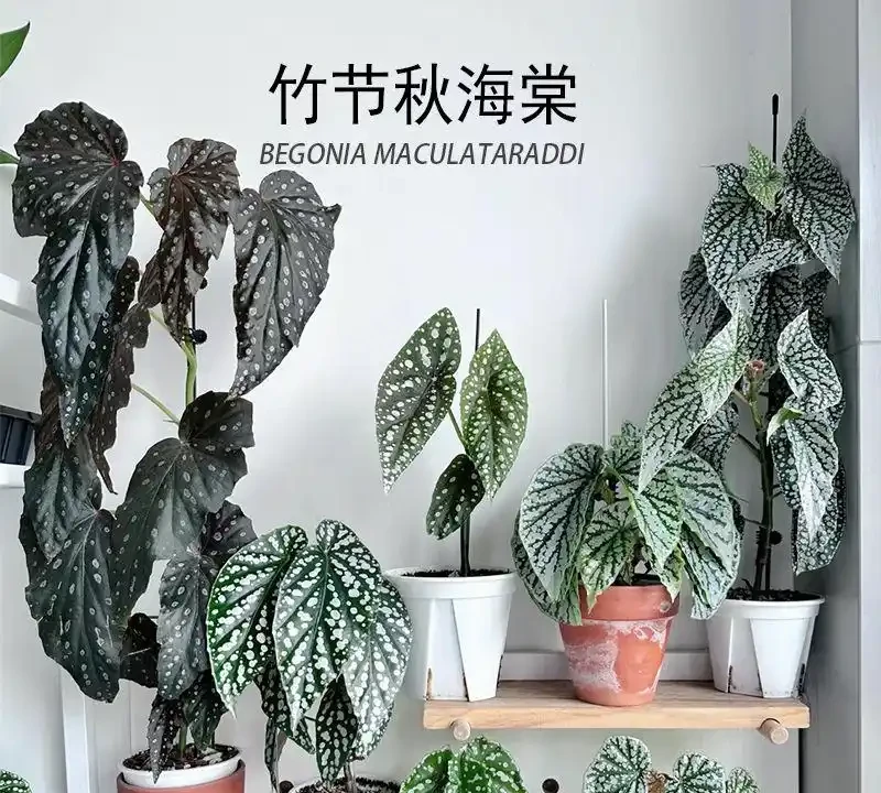 十大高顏值室內綠植推薦,拍照出片還能淨化空氣