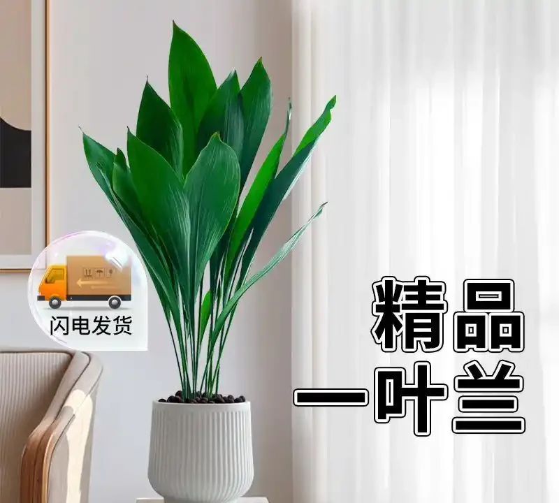 十大高顏值室內綠植推薦,拍照出片還能淨化空氣