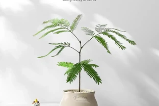 十大高顏值室內綠植推薦，拍照出片還能淨化空氣