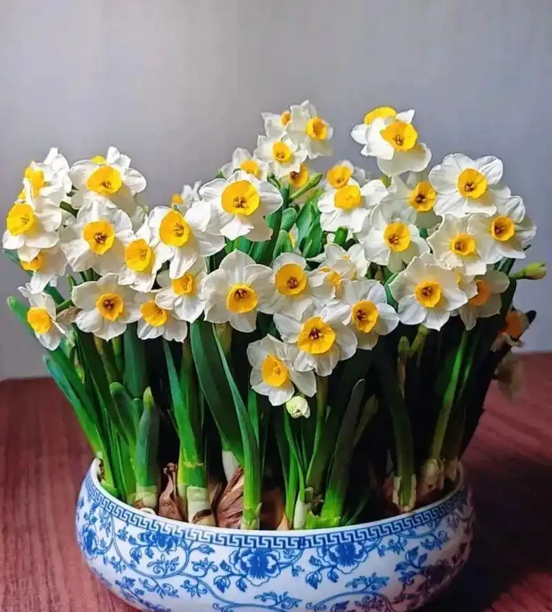水仙想開花快、爆花齊?簡單劃2刀,花苞嗖嗖冒,整齊開滿盆!