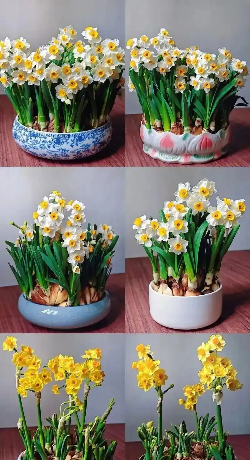 水仙想開花快、爆花齊?簡單劃2刀,花苞嗖嗖冒,整齊開滿盆!
