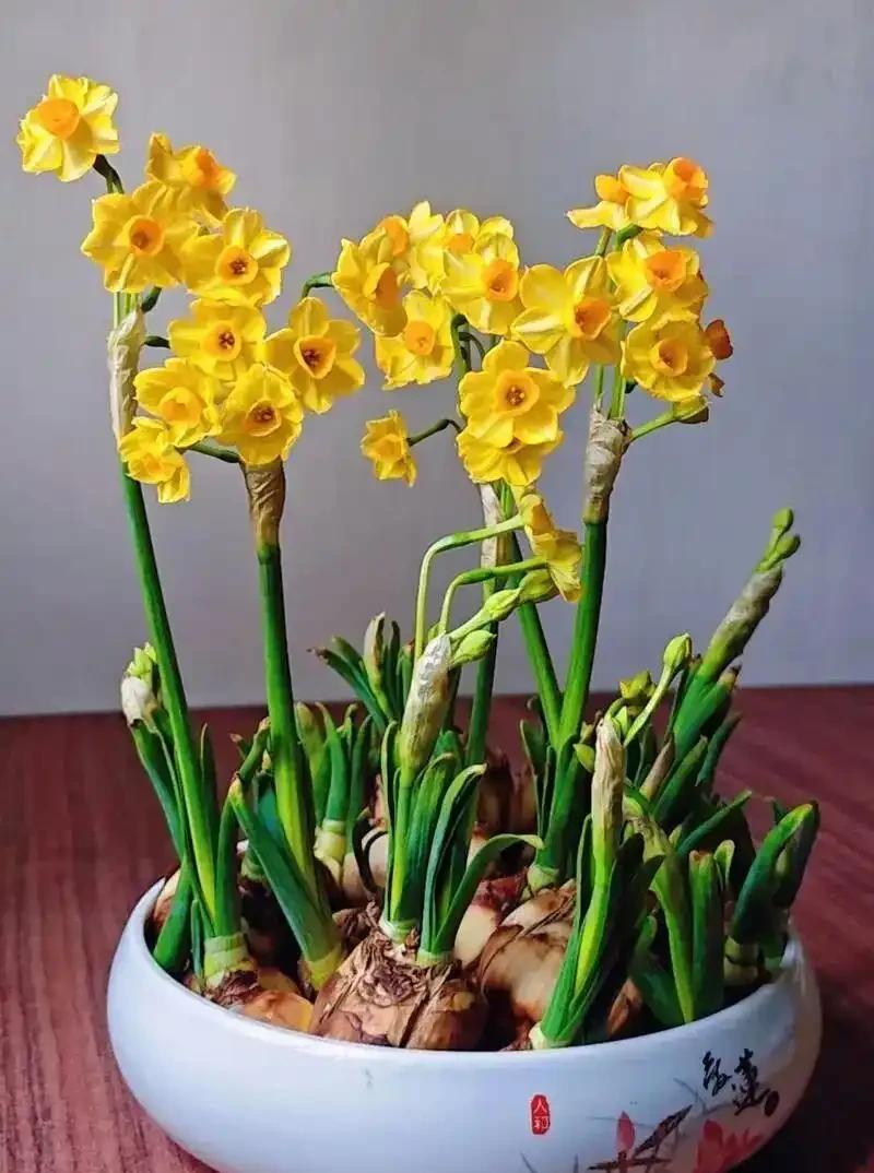 水仙想開花快、爆花齊?簡單劃2刀,花苞嗖嗖冒,整齊開滿盆!