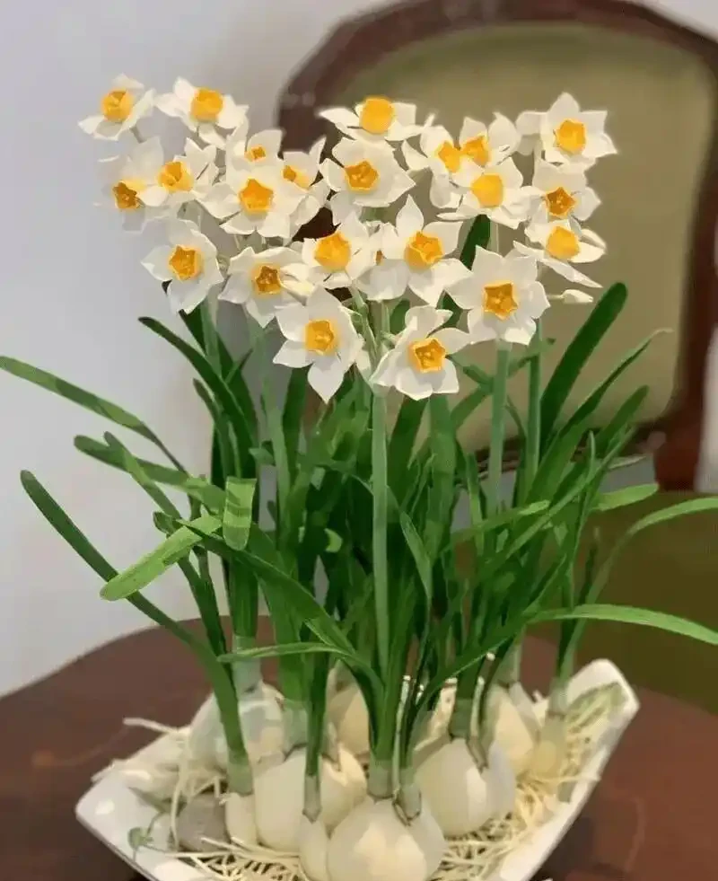 水仙想開花快、爆花齊?簡單劃2刀,花苞嗖嗖冒,整齊開滿盆!