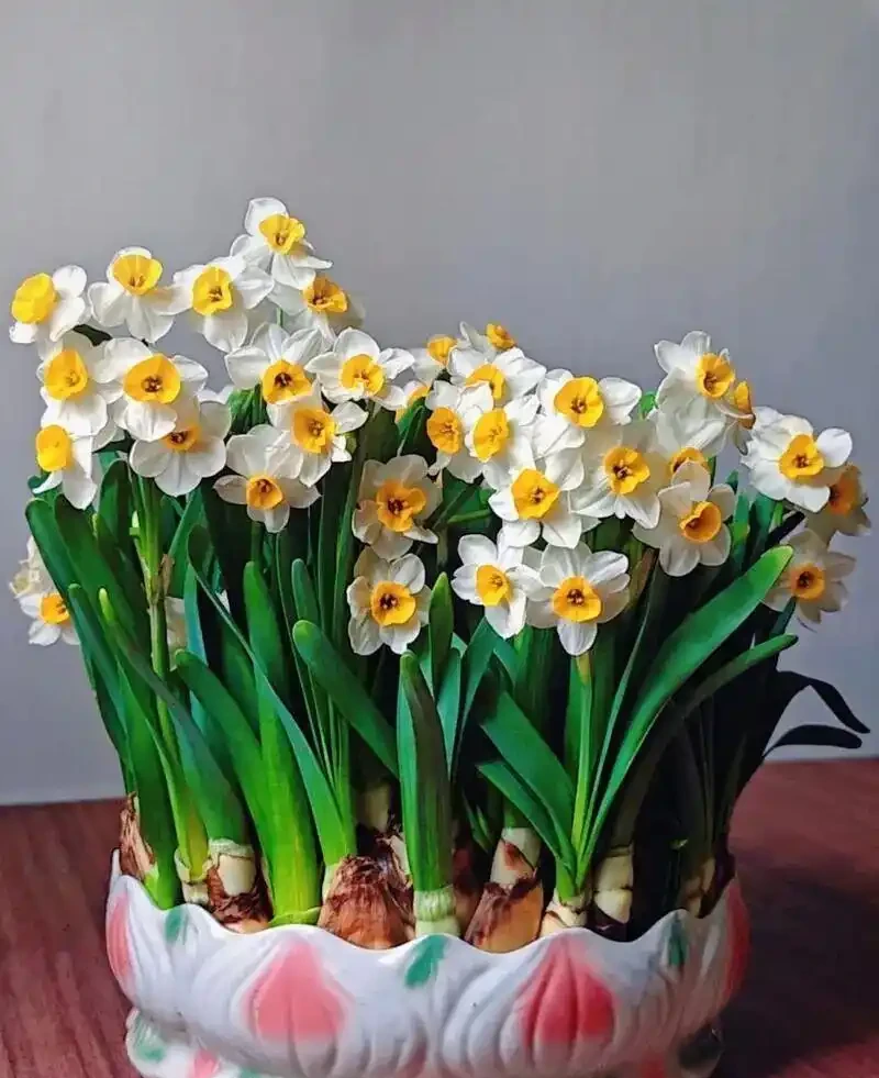 水仙想開花快、爆花齊?簡單劃2刀,花苞嗖嗖冒,整齊開滿盆!