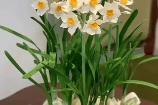 水仙想開花快、爆花齊？簡單劃2刀，花苞嗖嗖冒，整齊開滿盆！