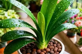 君子蘭立秋後澆水有講究，這4個要點做到位