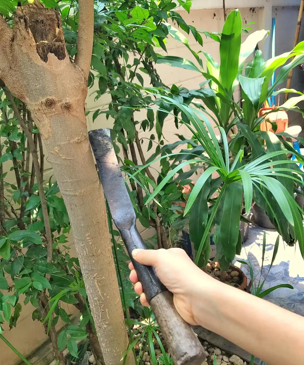 發財樹黃葉不長個？修剪時間方法一看就會