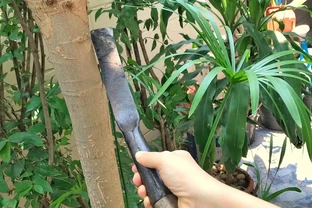 發財樹黃葉不長個？修剪時間方法一看就會