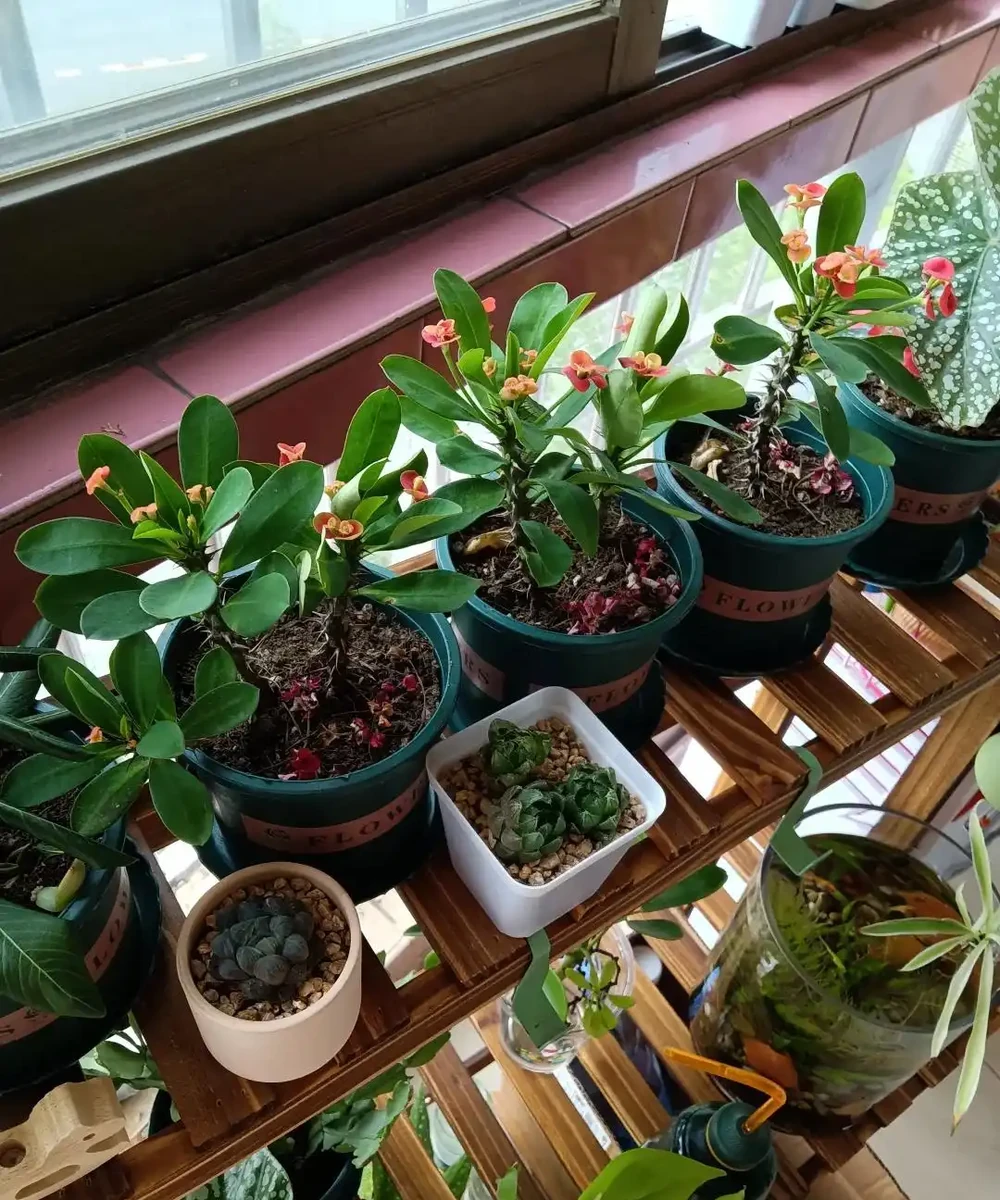 夏末秋初,正是插枝黃金期,這9種花,插根枝條就能活,1盆變10盆,輕鬆省下買花錢