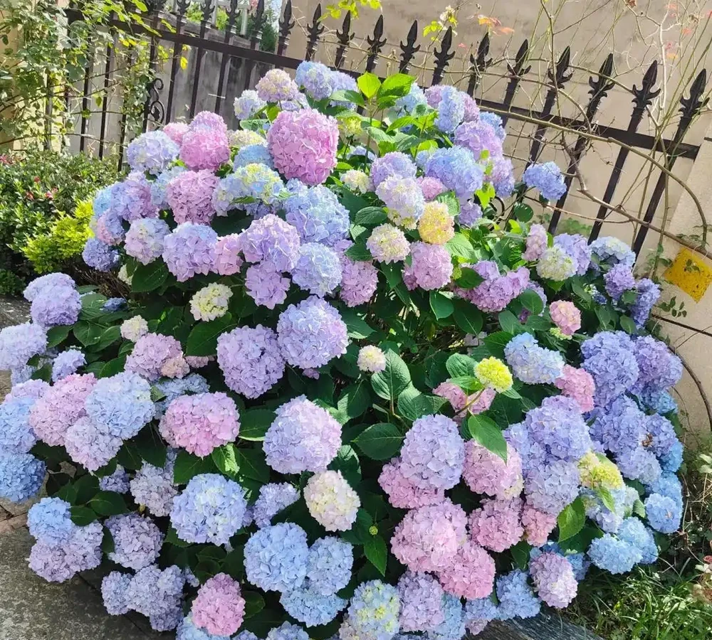 夏末秋初,正是插枝黃金期,這9種花,插根枝條就能活,1盆變10盆,輕鬆省下買花錢