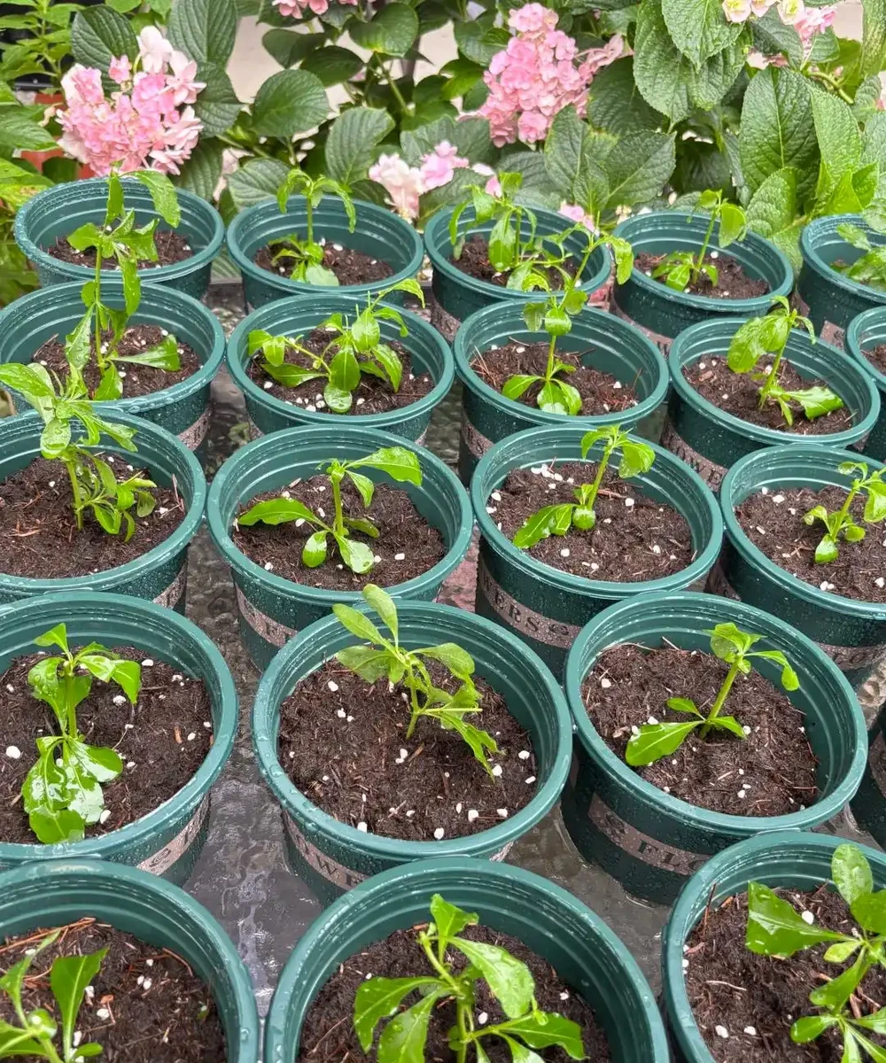 夏末秋初,正是插枝黃金期,這9種花,插根枝條就能活,1盆變10盆,輕鬆省下買花錢