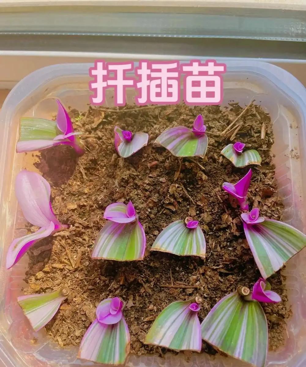 夏末秋初,正是插枝黃金期,這9種花,插根枝條就能活,1盆變10盆,輕鬆省下買花錢