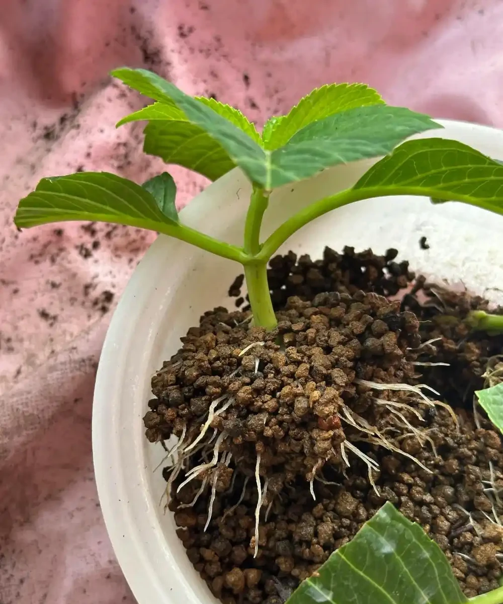 夏末秋初,正是插枝黃金期,這9種花,插根枝條就能活,1盆變10盆,輕鬆省下買花錢