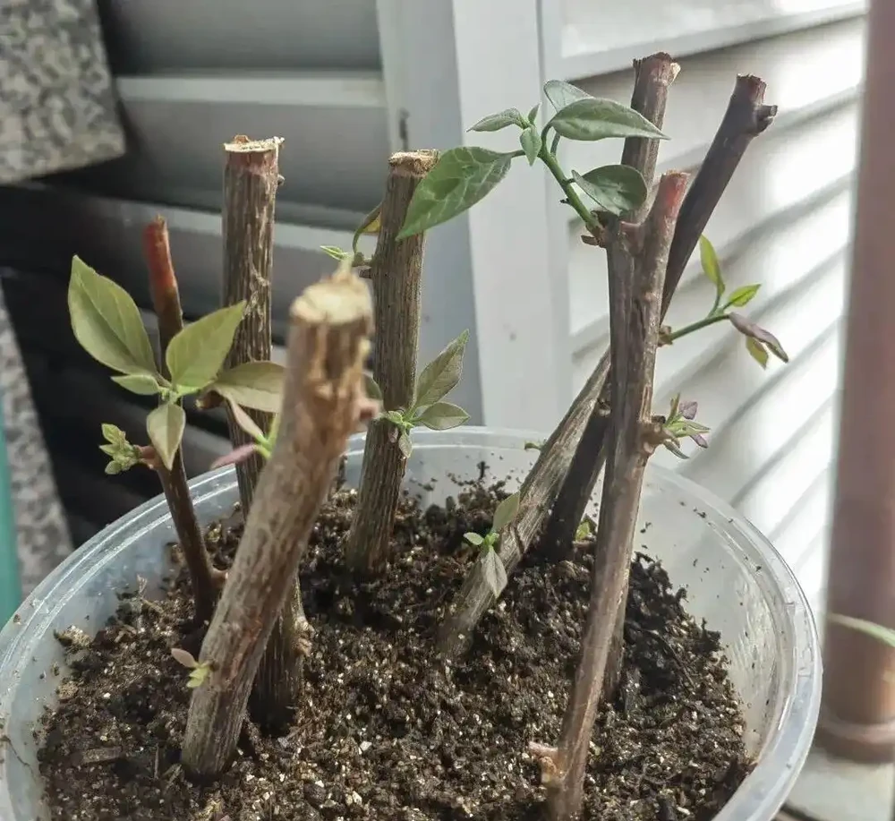 夏末秋初,正是插枝黃金期,這9種花,插根枝條就能活,1盆變10盆,輕鬆省下買花錢