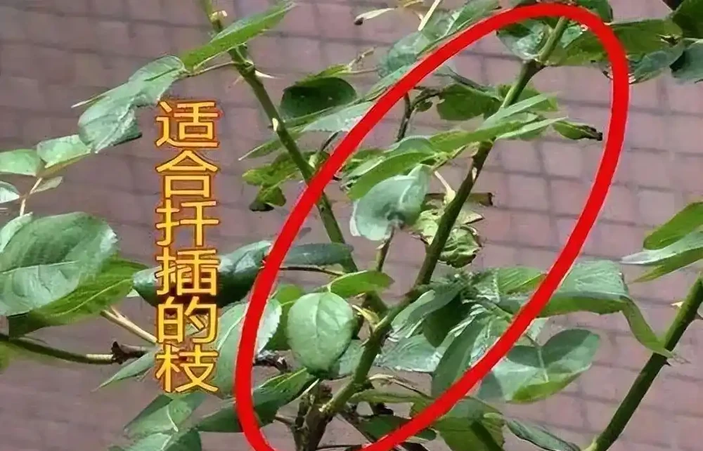 夏末秋初,正是插枝黃金期,這9種花,插根枝條就能活,1盆變10盆,輕鬆省下買花錢