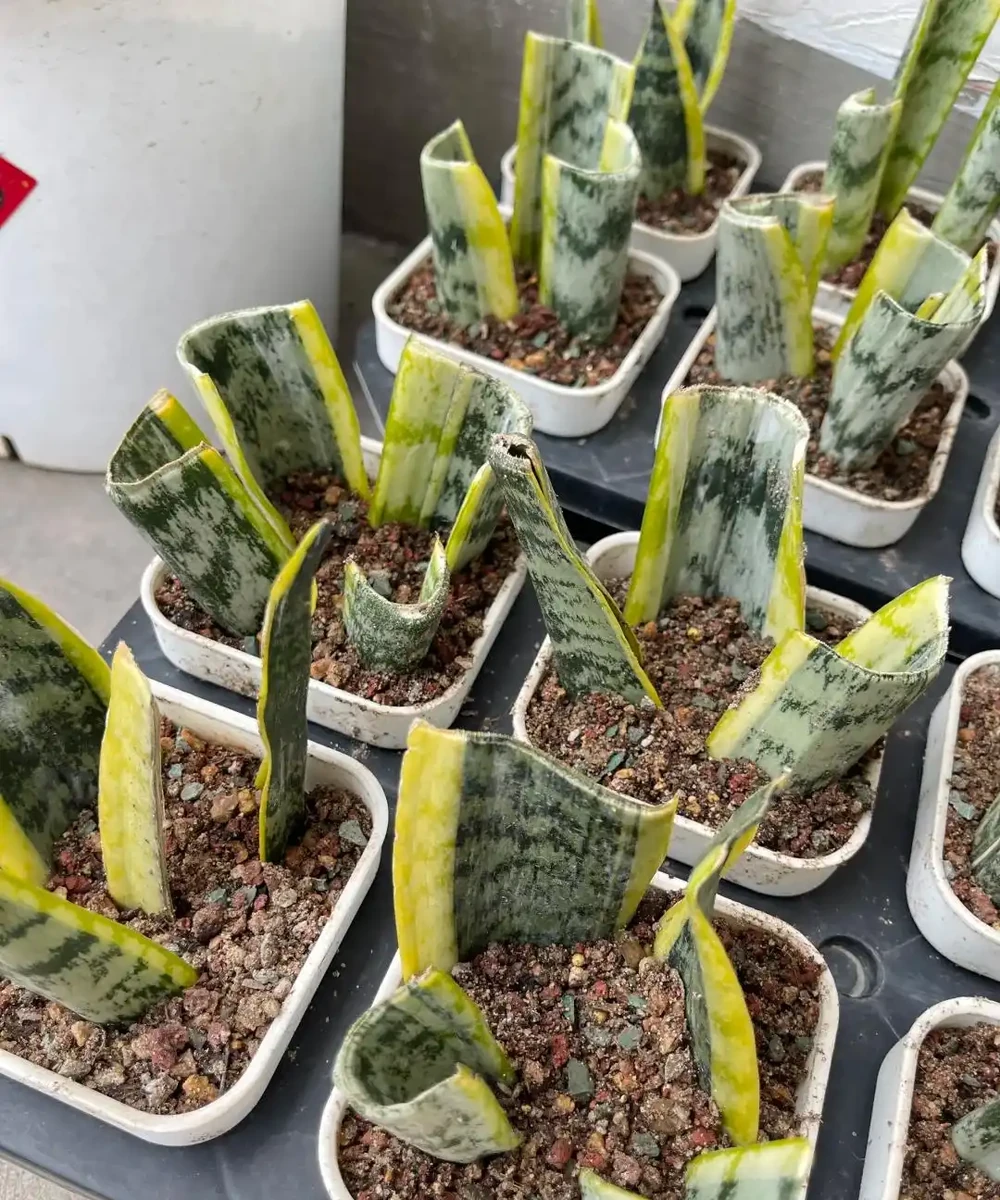 夏末秋初,正是插枝黃金期,這9種花,插根枝條就能活,1盆變10盆,輕鬆省下買花錢