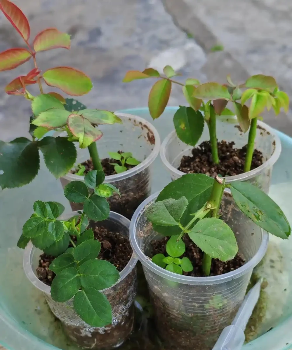 夏末秋初,正是插枝黃金期,這9種花,插根枝條就能活,1盆變10盆,輕鬆省下買花錢