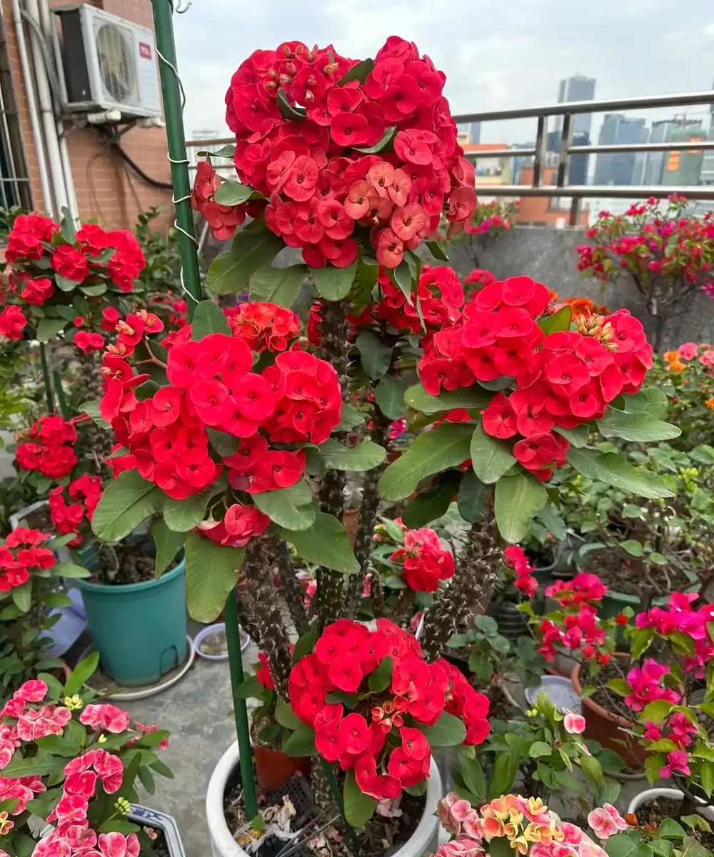 夏末秋初,正是插枝黃金期,這9種花,插根枝條就能活,1盆變10盆,輕鬆省下買花錢