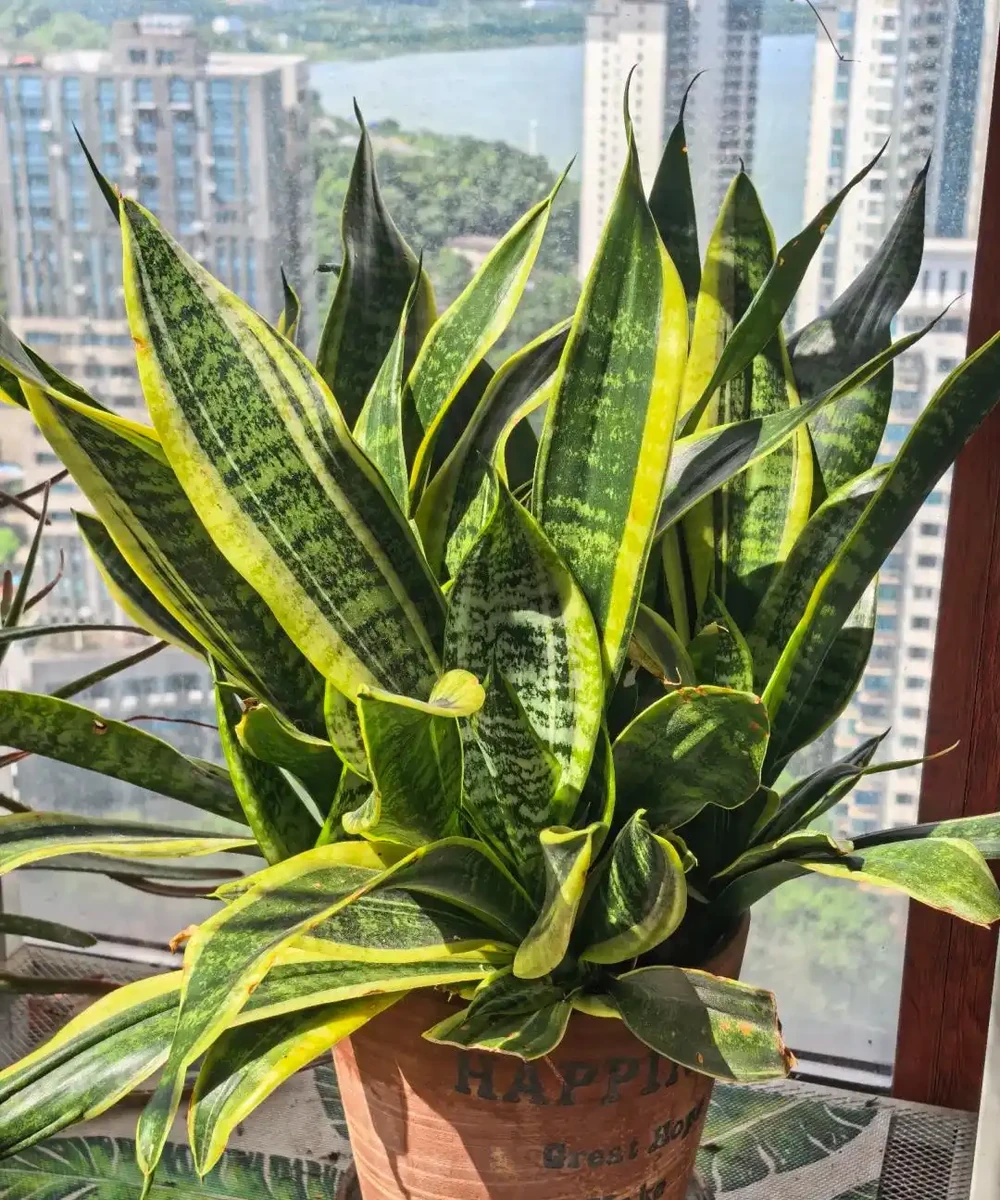 夏末秋初,正是插枝黃金期,這9種花,插根枝條就能活,1盆變10盆,輕鬆省下買花錢